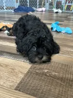 Colt, a male Shihpoo for sale in Canton, SD – 6 of 7