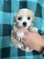 Ulla, a female Shihpoo for sale in Canton, SD – 4 of 4