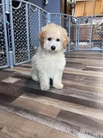 Honey, a female Poochon for sale in Canton, SD – Photo 7 of 8