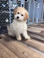 Honey, a female Poochon for sale in Canton, SD – Photo 5 of 8
