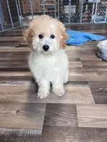 Honey, a female Poochon for sale in Canton, SD – Photo 3 of 8