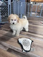 Honey, a female Poochon for sale in Canton, SD – Photo 6 of 8