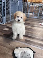 Honey, a female Poochon for sale in Canton, SD – Photo 8 of 8