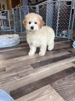 Honey, a female Poochon for sale in Canton, SD – Photo 4 of 8