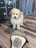 Honey, a female Poochon for sale in Canton, SD – Photo 2 of 8