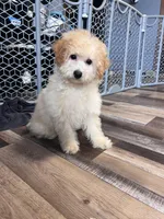 Honey, a female Poochon for sale in Canton, SD – Photo 1 of 8