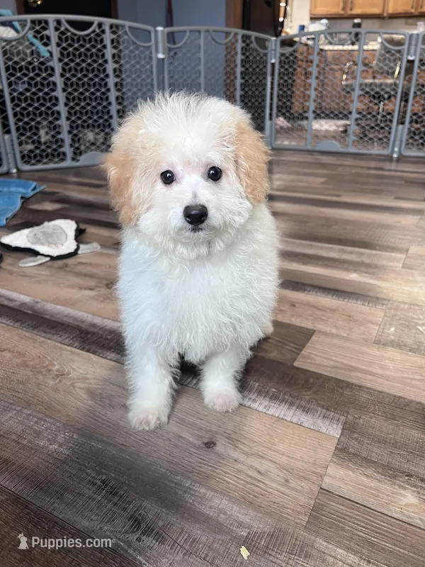 Hazel – Poochon puppy on hold in Canton, SD