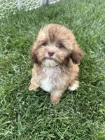 Usher, a male Shihpoo for sale in Canton, SD – 9 of 9