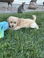 Dani, a female Cockapoo for sale in Canton, SD – 6 of 9