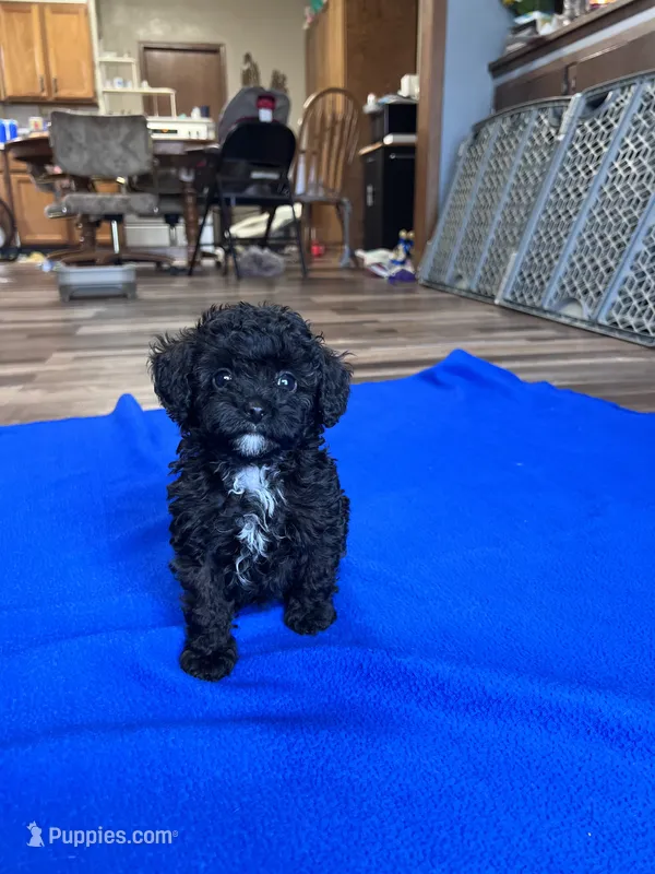 Elmo – Poodle - Toy  puppy for sale in Canton, SD