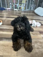 Colt, a male Shihpoo for sale in Canton, SD – 5 of 7