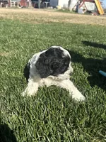 Odin, a male Cockapoo for sale in Canton, SD – 6 of 8