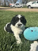 Odin, a male Cockapoo for sale in Canton, SD – 3 of 8