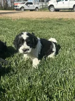 Odin, a male Cockapoo for sale in Canton, SD – 7 of 8