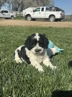Odin, a male Cockapoo for sale in Canton, SD – 5 of 8