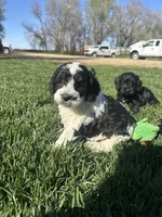 Odin, a male Cockapoo for sale in Canton, SD – 8 of 8
