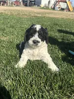 Odin, a male Cockapoo for sale in Canton, SD – 4 of 8