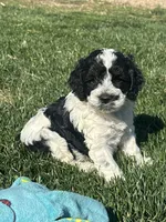 Odin, a male Cockapoo for sale in Canton, SD – 1 of 8
