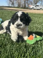 Odin, a male Cockapoo for sale in Canton, SD – 2 of 8
