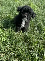 Birdie, a female Bichpoo for sale in Canton, SD – 5 of 9