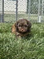 Ruby, a female Shihpoo for sale in Canton, SD – 5 of 9