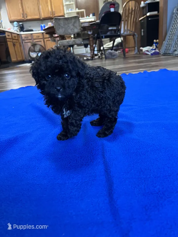 Enzo – Poodle - Toy  puppy for sale in Canton, SD