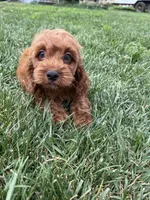 Aslan, a male Cockapoo for sale in Canton, SD – 6 of 7