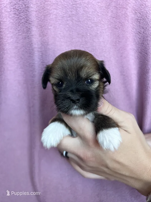 Greta – Shorkie puppy for sale in Canton, SD