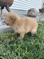 Dottie, a female Cockapoo for sale in Canton, SD – 3 of 7