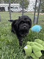 Queen, a female Cockapoo for sale in Canton, SD – 4 of 8
