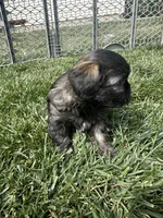 Reese, a female Shihpoo for sale in Canton, SD – 9 of 10