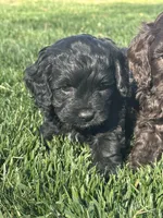 Olive, a female Cockapoo for sale in Canton, SD – 5 of 9