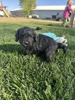Olive, a female Cockapoo for sale in Canton, SD – 8 of 9
