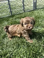 Reed, a male Shihpoo for sale in Canton, SD – 7 of 8