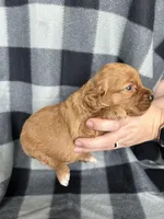 Perry, a male Miniature Goldendoodle for sale in Canton, SD – 2 of 4