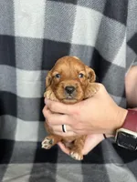 Perry, a male Miniature Goldendoodle for sale in Canton, SD – 1 of 4