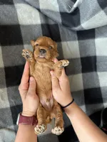 Perry, a male Miniature Goldendoodle for sale in Canton, SD – 3 of 4