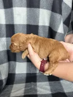 Perry, a male Miniature Goldendoodle for sale in Canton, SD – 4 of 4
