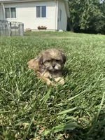 Whitney, a female Shorkie for sale in Canton, SD – 1 of 6
