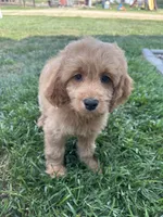 DJ, a male Cockapoo for sale in Canton, SD – 2 of 7
