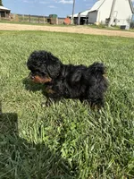 Cesar, a male Shihpoo for sale in Canton, SD – 5 of 10