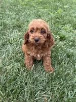 Aslan, a male Cockapoo for sale in Canton, SD – 5 of 7