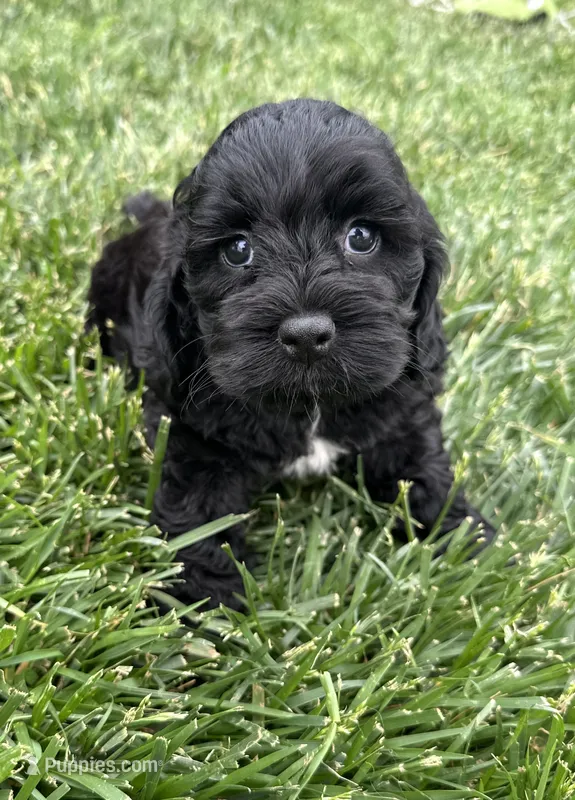 Quick  – Cockapoo puppy for sale in Canton, SD