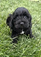 Quick , a male Cockapoo for sale in Canton, SD – 1 of 9