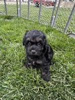Queen, a female Cockapoo for sale in Canton, SD – 8 of 8