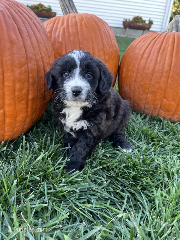 Jasper – Miniature Bernedoodle puppy for sale in Canton, SD