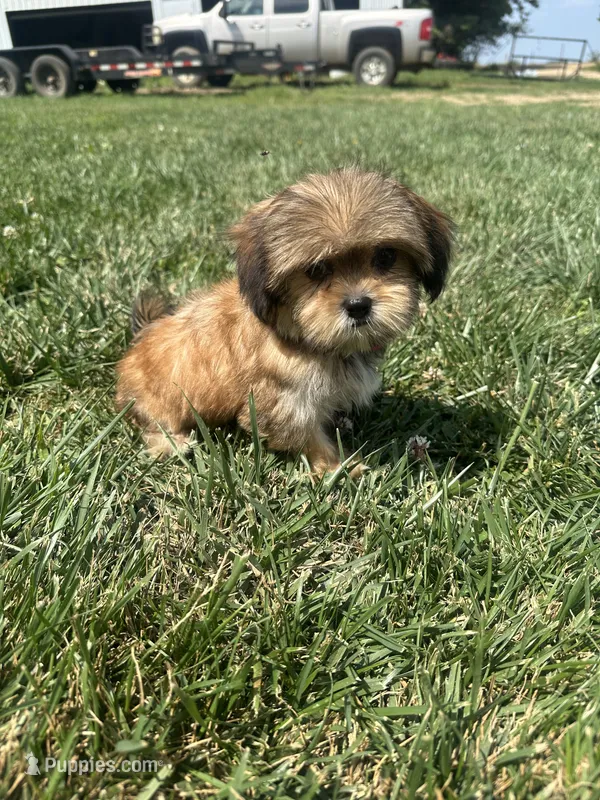 Winter – Shorkie puppy for sale in Canton, SD