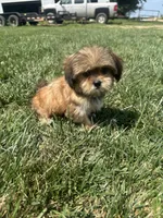 Winter, a female Shorkie for sale in Canton, SD – 1 of 7