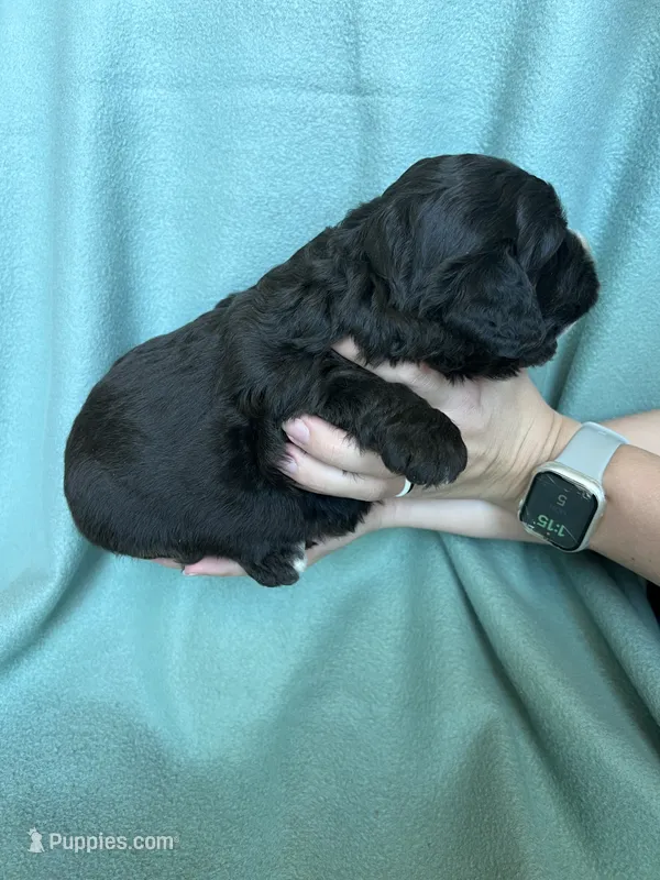 Jack – Miniature Bernedoodle puppy for sale in Canton, SD