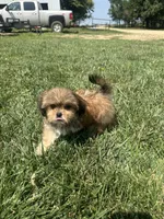 Winter, a female Shorkie for sale in Canton, SD – 6 of 7
